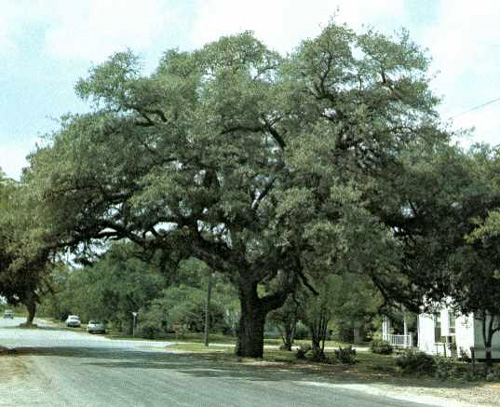 Baptist Oak-1969